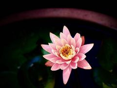 -花开海上生态园