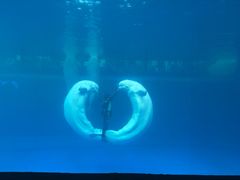 -秦皇岛乐岛海洋王国