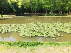 -上海共青森林公园