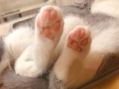 -飞行喵MR PILOT|猫舍·猫咖(静安大融城店)