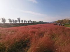 -灞河西岸滨河公园