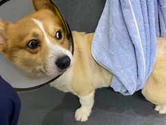 -爱侣宠医·鹦鹉专科·小型哺乳类·异宠专科(灵石路店)