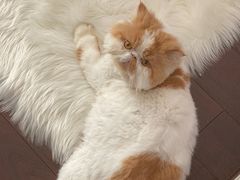 -爱侣宠医·鹦鹉专科·小型哺乳类·异宠专科(灵石路店)