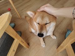-南京Hallo宠物乐园·哈罗犬舍·柴犬繁育基地