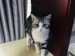 -猫大福·Fortune Cat猫舍(百子湾店)