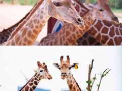 -杭州野生动物世界