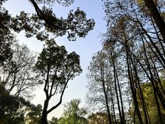 -上海共青森林公园