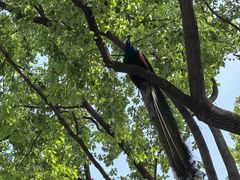 -J Create城市露营咖啡·简餐·宠物(上海动物园店)