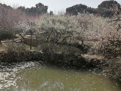 -香雪海