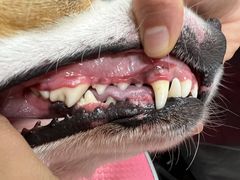 -宠福鑫康馨动物医院·骨科·眼科