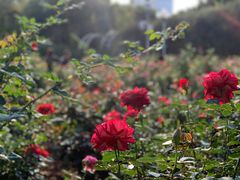 -人民公园(罗湖区)