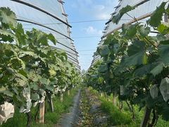 -马陆小张葡萄园农家乐