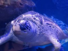 -海合安武汉极地海洋公园