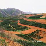 红土地vs油菜花｜秦岭普罗旺斯｜鲍旗寨