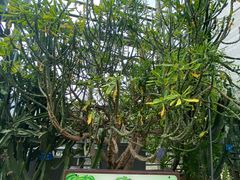 -南山植物园