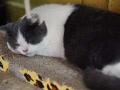 -猫咪博物馆(顶澳仔猫街店)