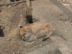 -大青山野生动物园