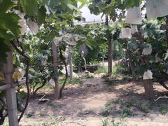 -马陆小张葡萄园农家乐