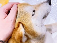 -柴务处·柴犬主题狗咖