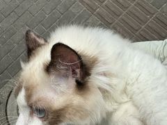 -守诺宠物医院·眼科· 特色牙科·异宠专科(虹口店)