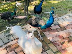 -泉州海丝野生动物世界