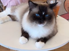 -Let's go狗咖·猫咖·奶狗·桌游(春熙路IFS店)