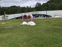 -野狸岛