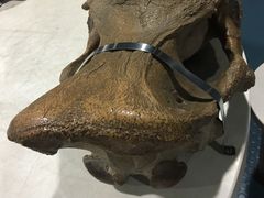 -吉林省自然博物馆