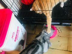 -Cappucimeow猫咪咖啡馆(韦伯时代店)