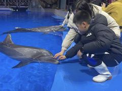 -芜湖新华联大白鲸海洋公园