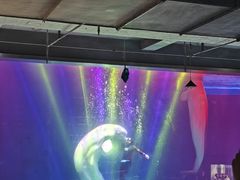 -芜湖新华联大白鲸海洋公园