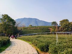 -龙坞茶村