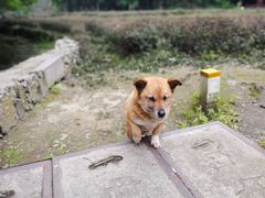 -美联众合动物医院(·中兽医·疑难杂症·严家桥分院)