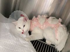 -宠福鑫康馨动物医院·骨科·眼科