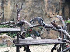 -灵玲国际马戏城