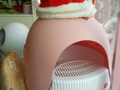 -70cat德文卷毛猫·缅因猫纯种猫舍