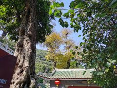 -鼎湖山风景区