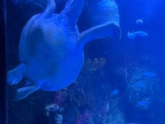 -太平洋海底世界