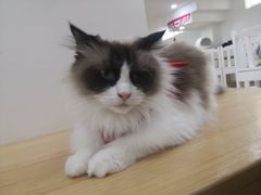 -李小姐の猫咖啡馆(五角场店)