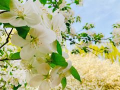 -海棠花溪(元大都城垣遗址公园)