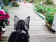 海边的猫和咖啡馆-海边的猫和咖啡馆
