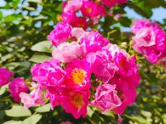 -上海长兴岛郊野公园