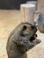 点击看大图 -酷嗒动物文化乐园(cutezoo西溪乐天城店)