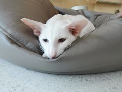 -飞行喵MR PILOT|猫舍·猫咖(静安大融城店)