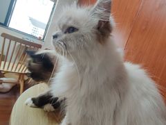 -楼上猫咖(罗湖店)