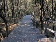 -紫金山山顶公园
