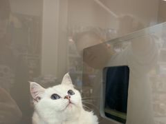 -唐小姐の私宠·宠物洗护美容·撸猫馆·购宠(周浦万达旗舰店)