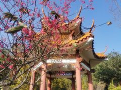 -深圳仙湖植物园
