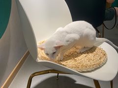 -飞行喵MR PILOT|猫舍·猫咖(静安大融城店)
