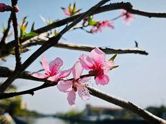 -高东镇樱花园
